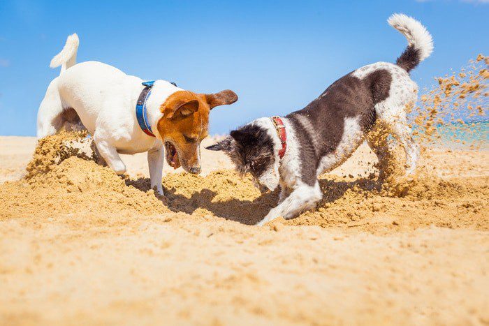 De férias com seus animais de estimação