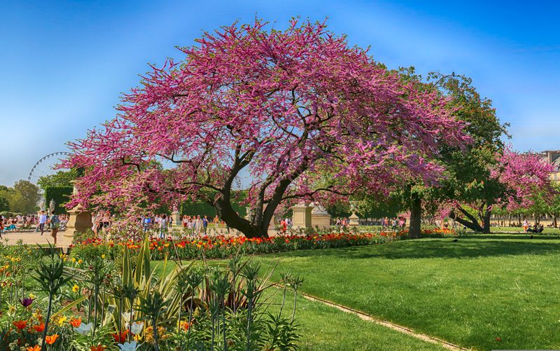 Jardin des Tuileries em Paris