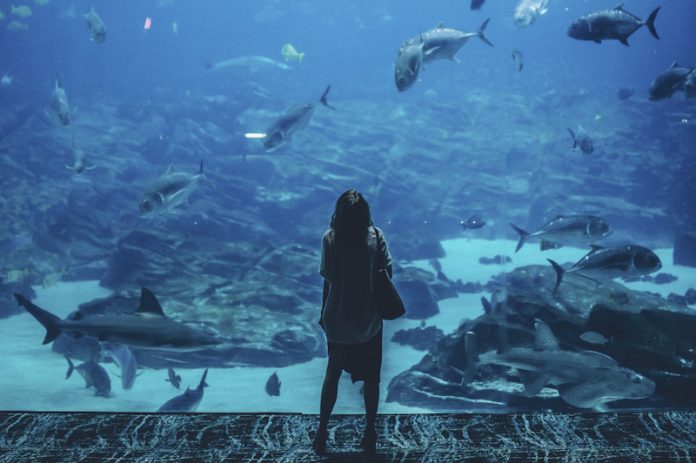 SEA LIFE Florida: novo aquário junto ao Legoland