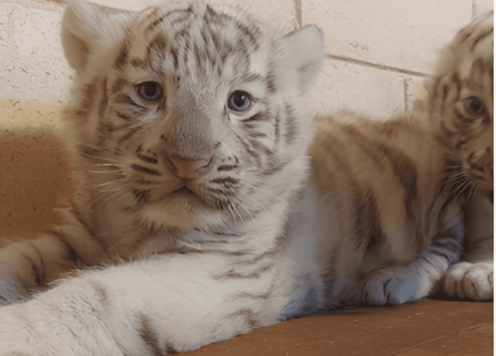 Tigres brancos nascem no Animália Park em Cotia