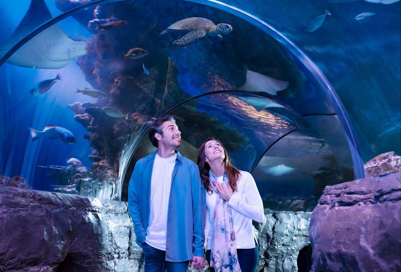 Sea Life Florida inaugura em junho com atrações imersivas