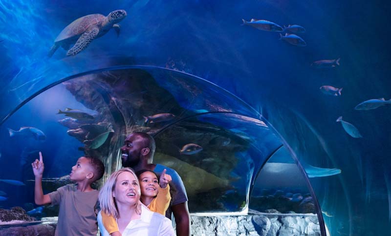 Sea Life Florida inaugura em junho com atrações imersivas