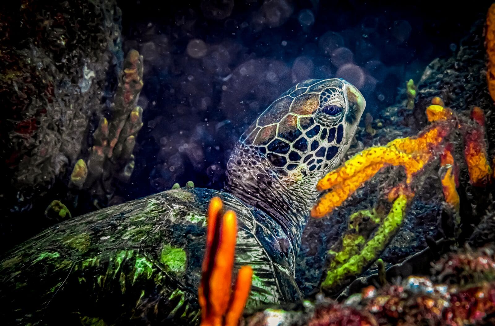 Descubra espetáculo natural impressionante no Panamá 