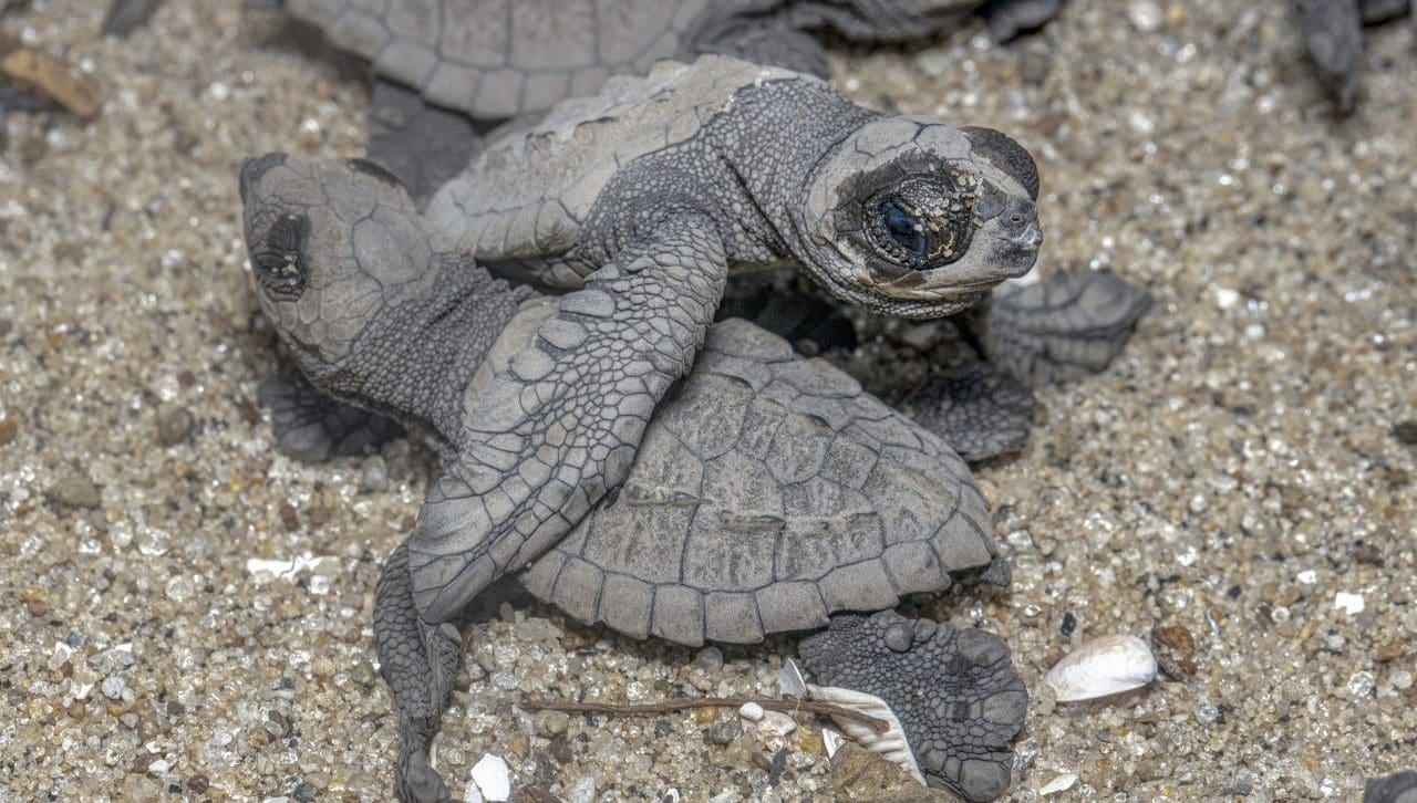 Panamá: desova das tartarugas atrai turistas