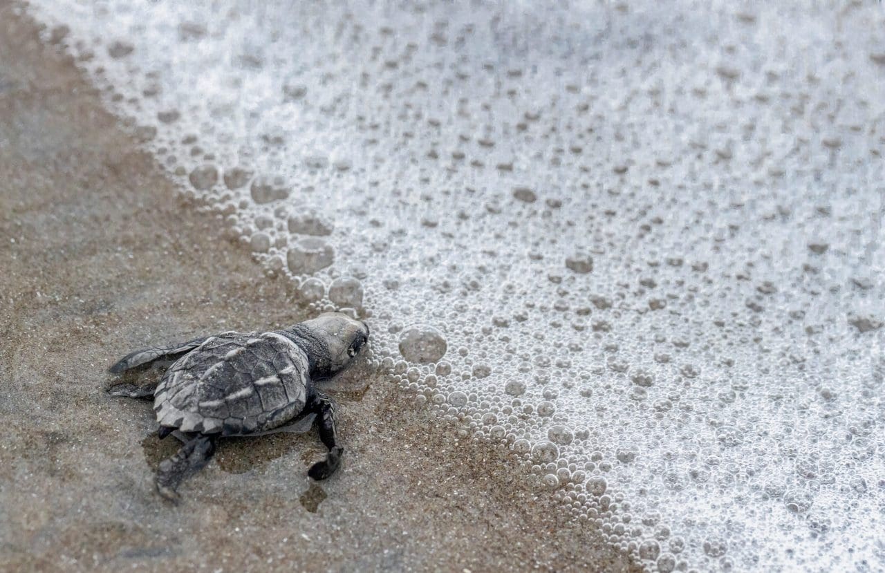 Panamá: desova das tartarugas atrai turistas