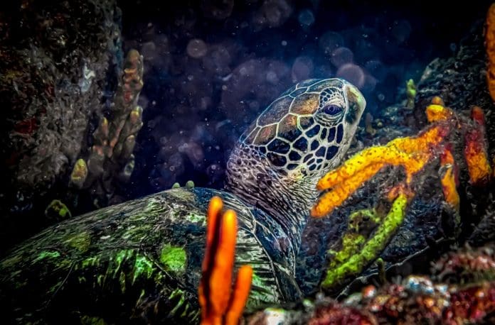 Panamá: desova das tartarugas atrai turistas