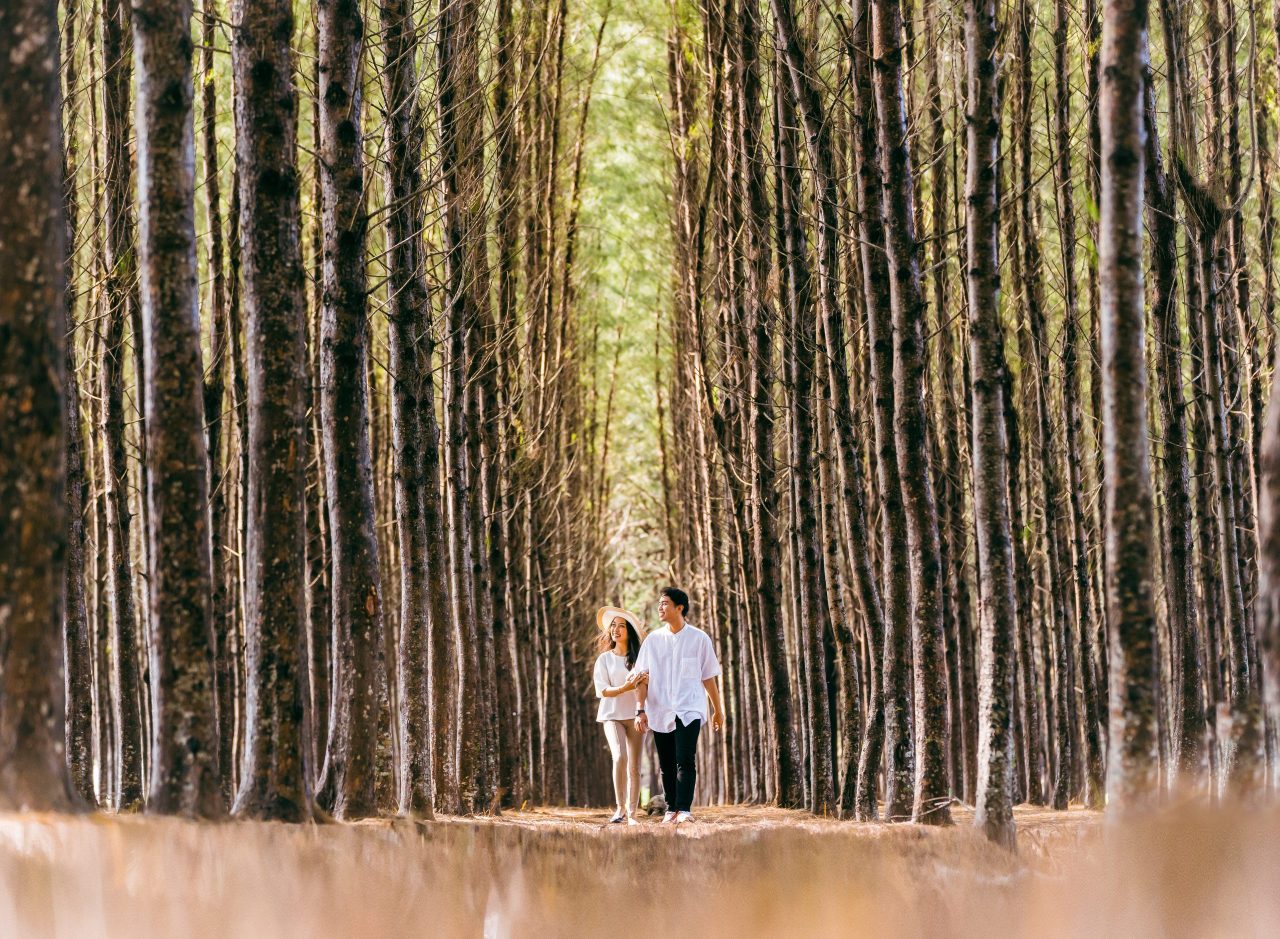 Malásia oferece turismo sustentável em florestas milenares vivas