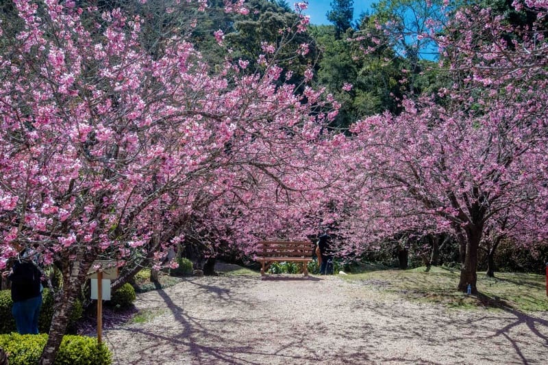Parque da Cerejeira amplia experiências durante auge da floração