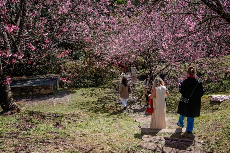 Parque da Cerejeira amplia experiências durante auge da floração
