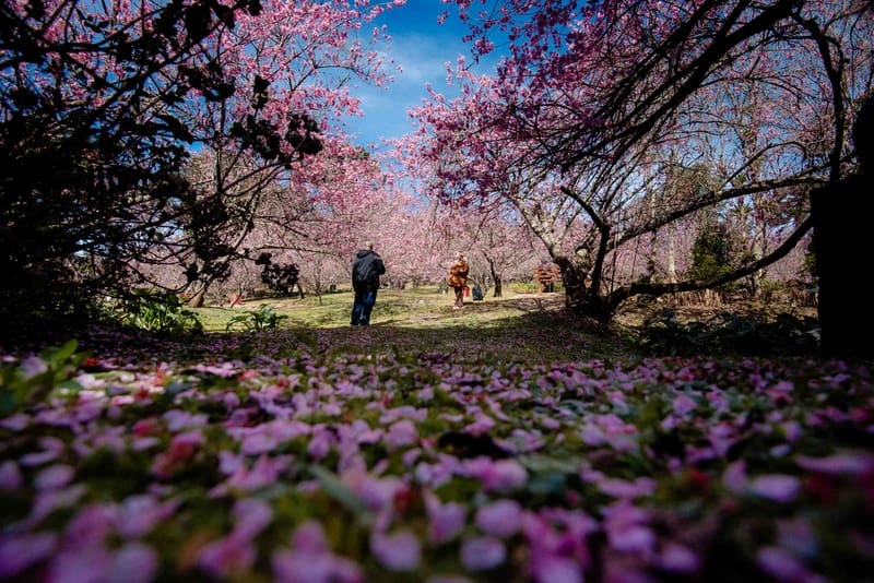 Parque da Cerejeira amplia experiências durante auge da floração